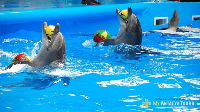 Antalya Dolphin Show