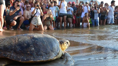 Jachtkirándulás a teknős-öbölhöz Antalyában